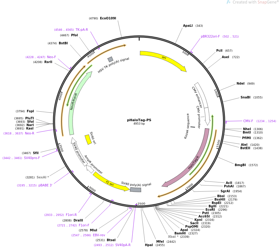 pHaloTag-PS质粒图谱