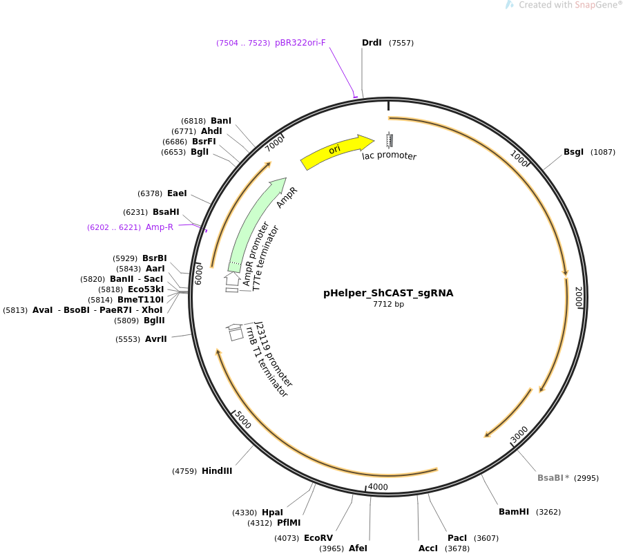 pHelper_ShCAST_sgRNA载体图谱