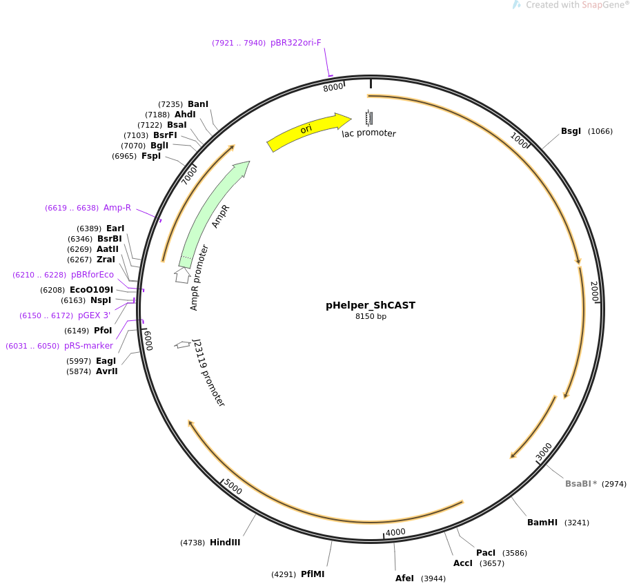 pHelper_ShCAST载体图谱
