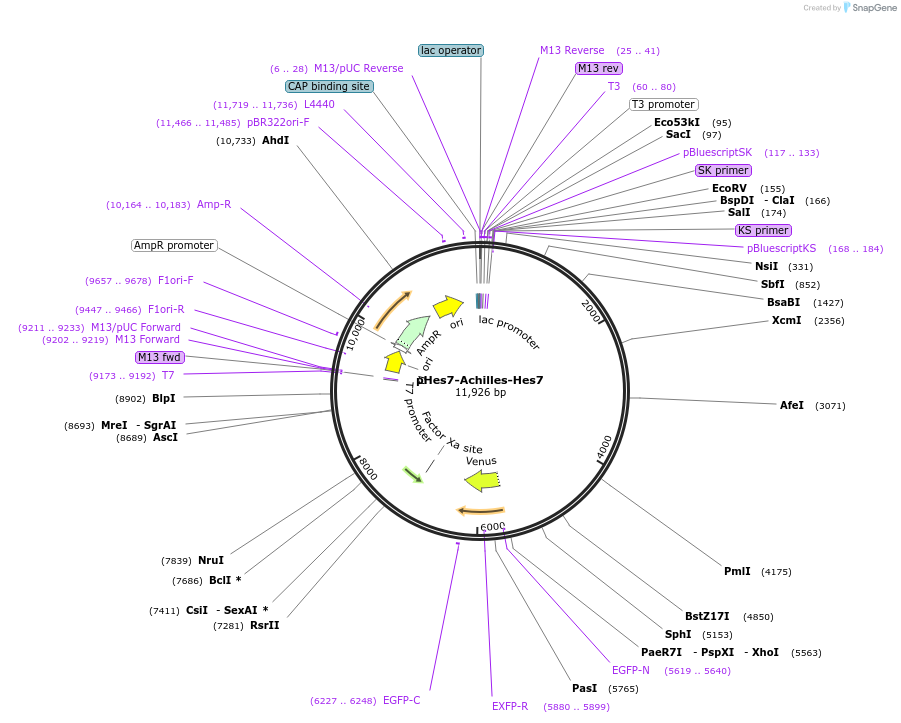 pHes7-Achilles-Hes7载体图谱
