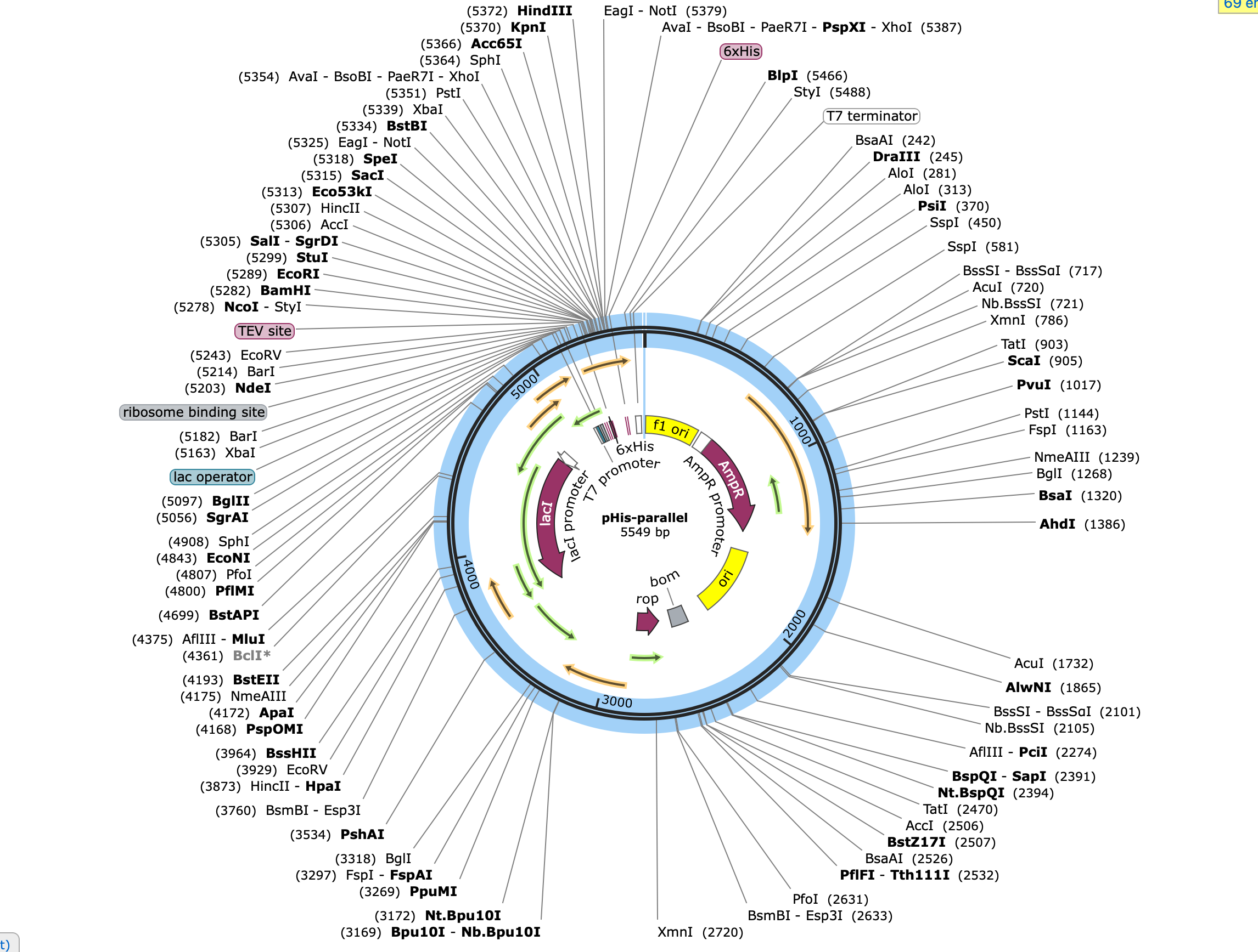 pHis-parallel载体图谱