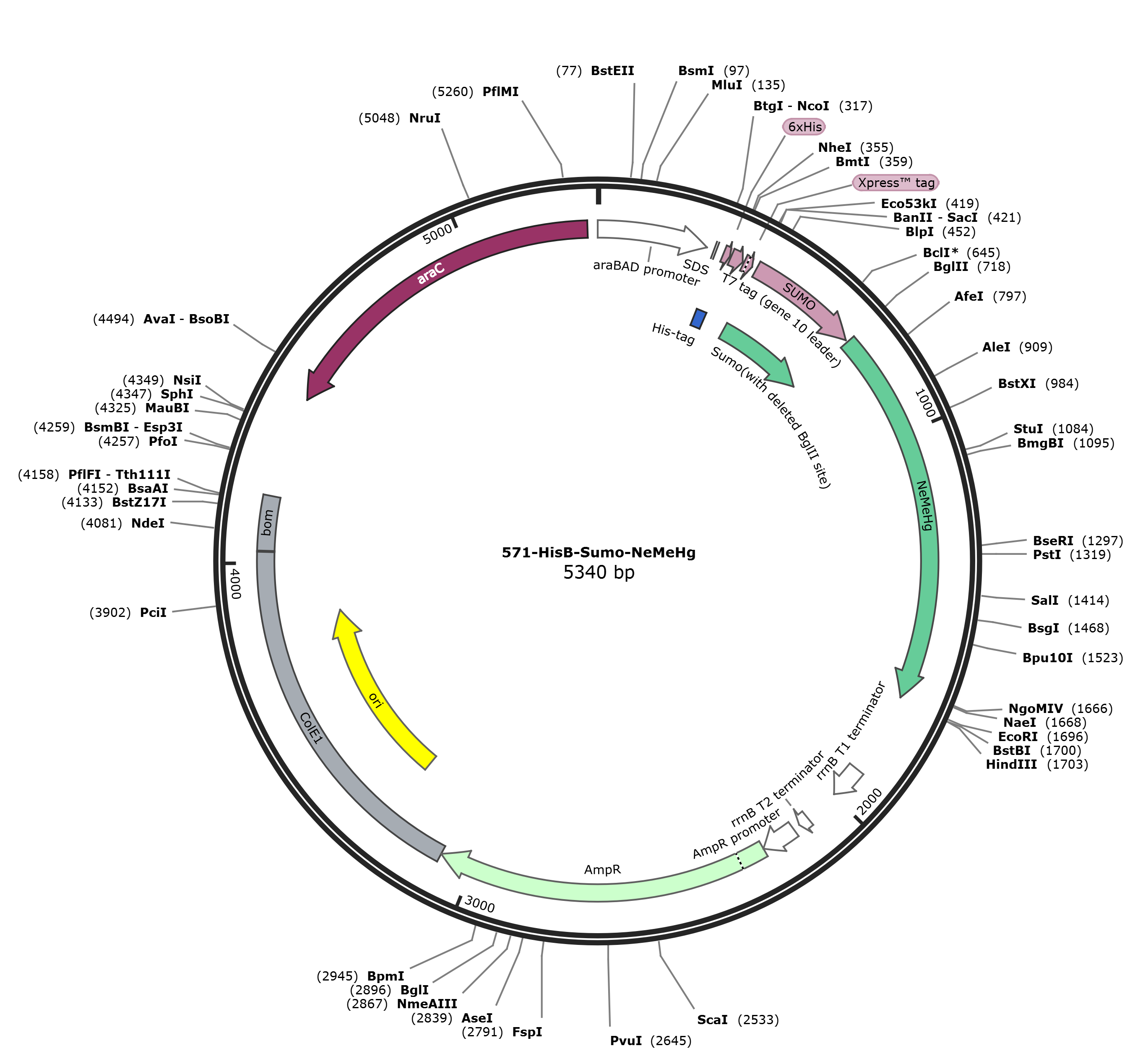 pHisB-Sumo-NeMeHg载体图谱