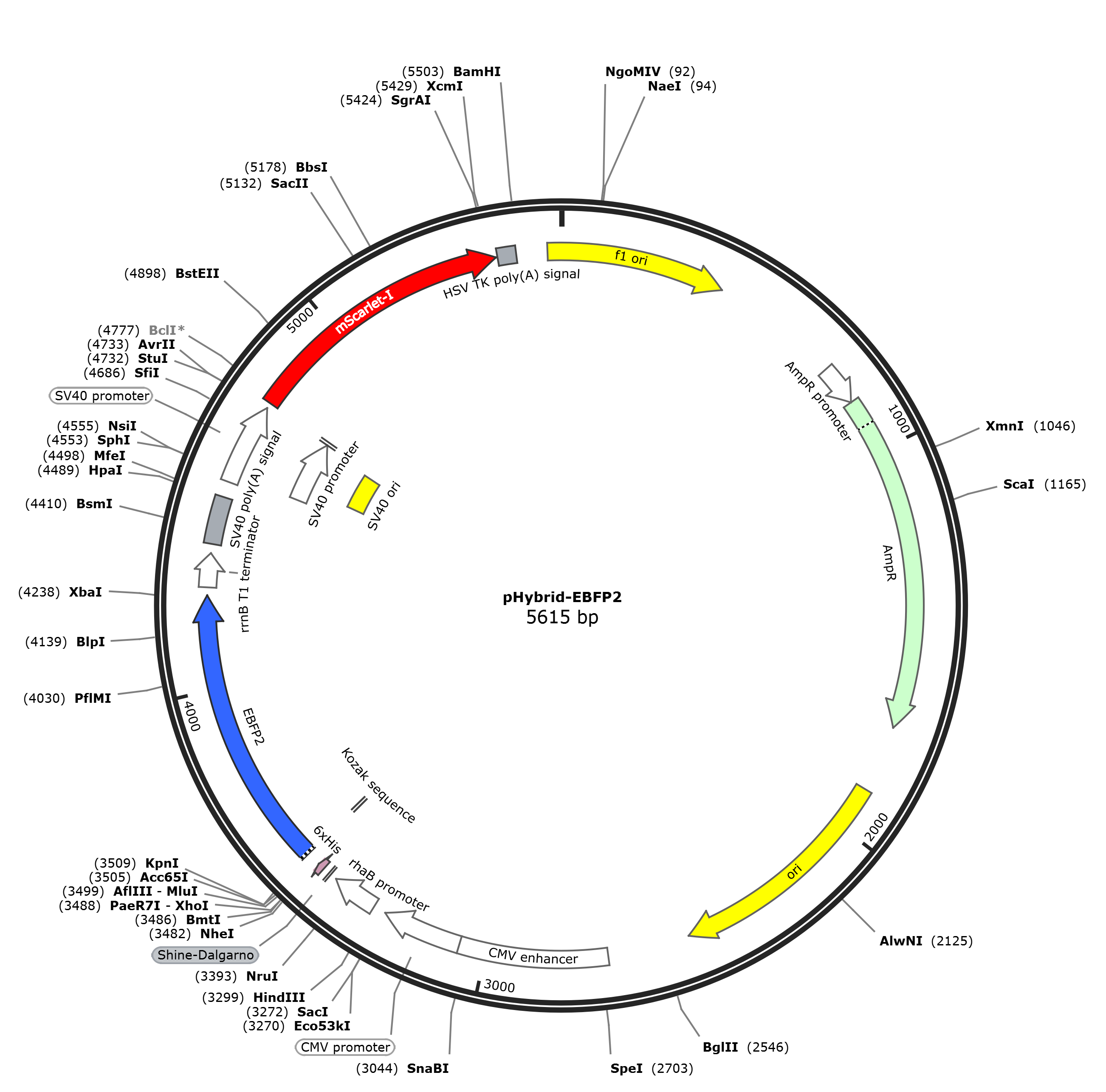 pHybrid-EBFP2载体图谱