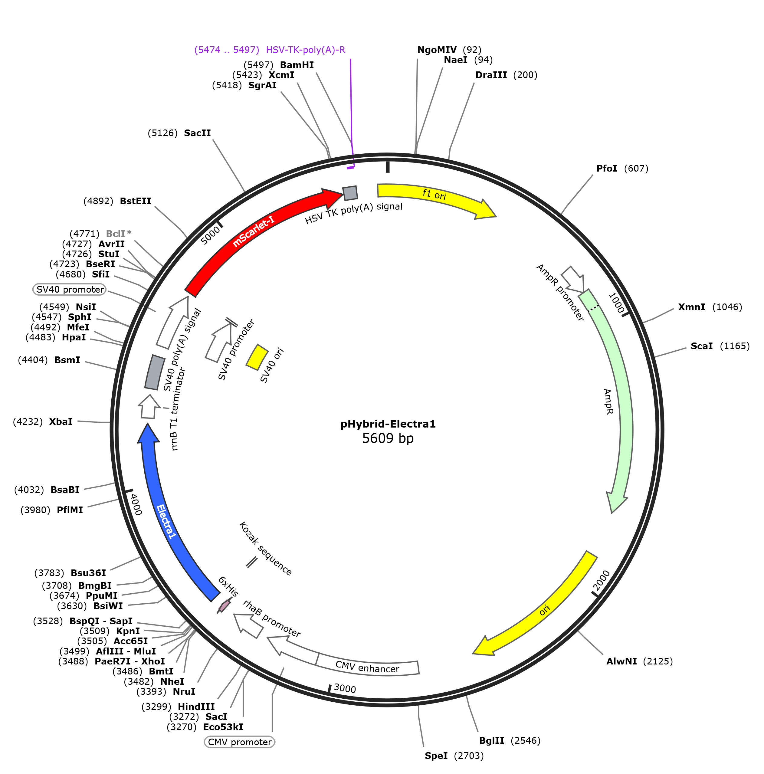 pHybrid-Electra1载体图谱