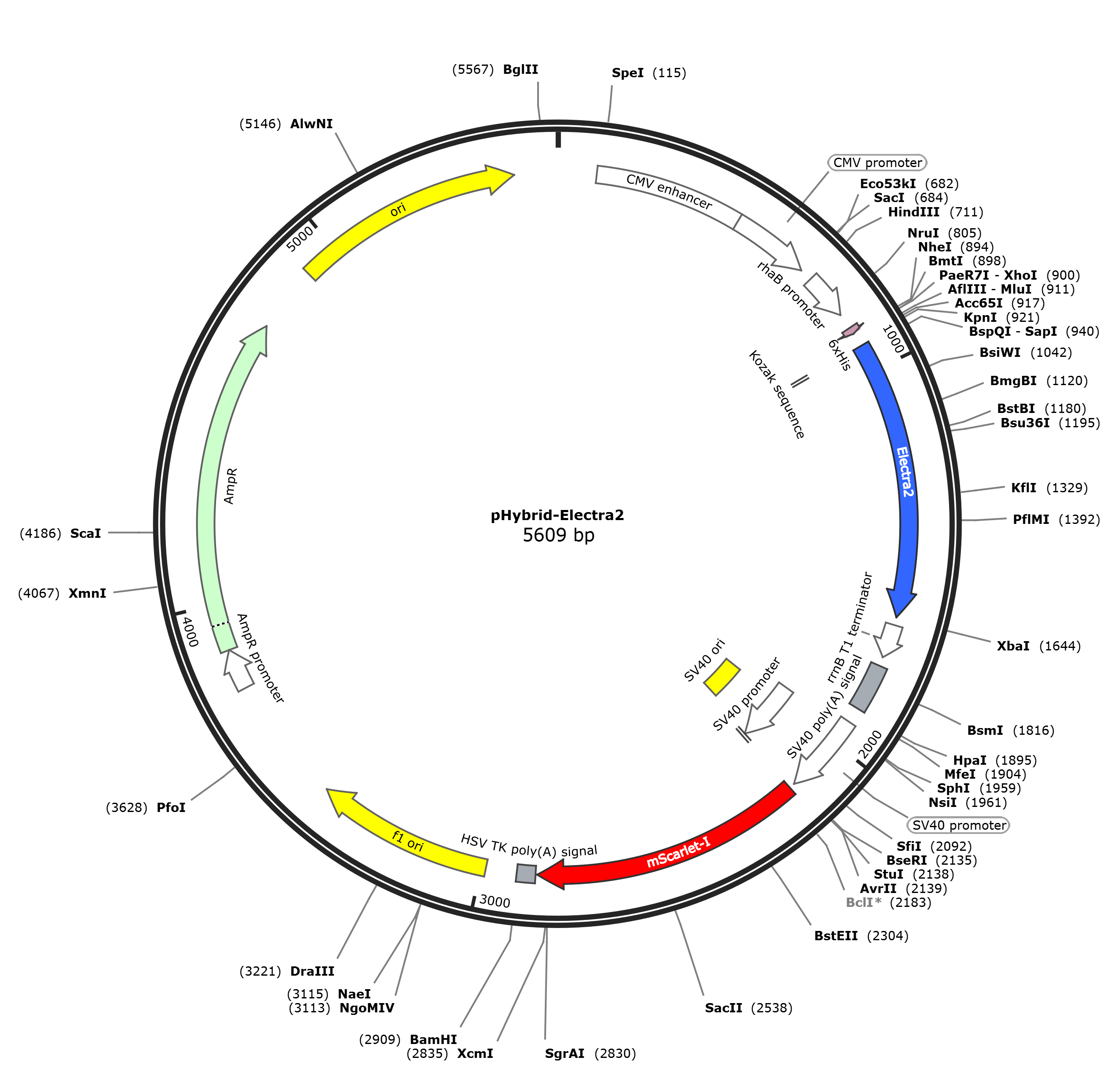 pHybrid-Electra2载体图谱