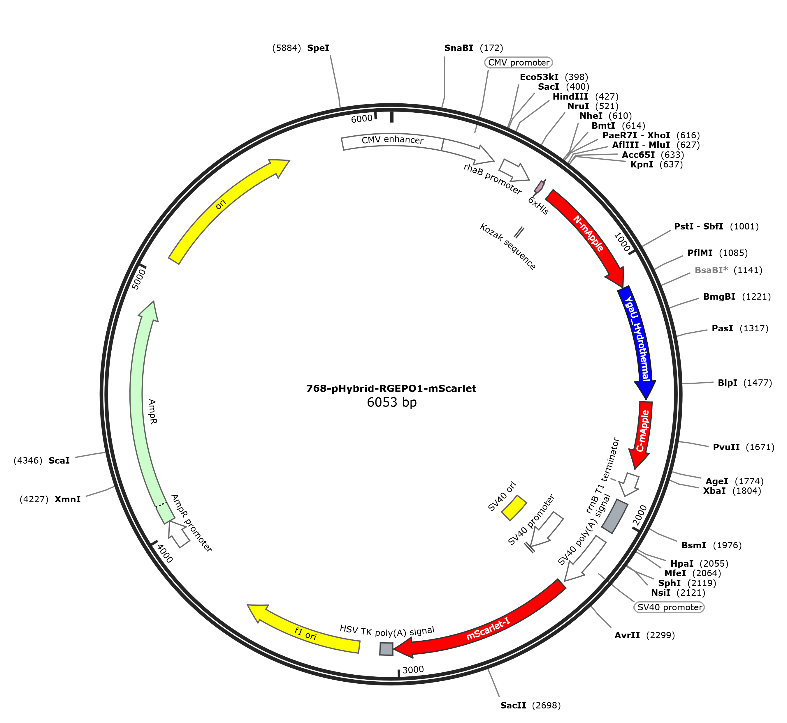 pHybrid-RGEPO1载体图谱