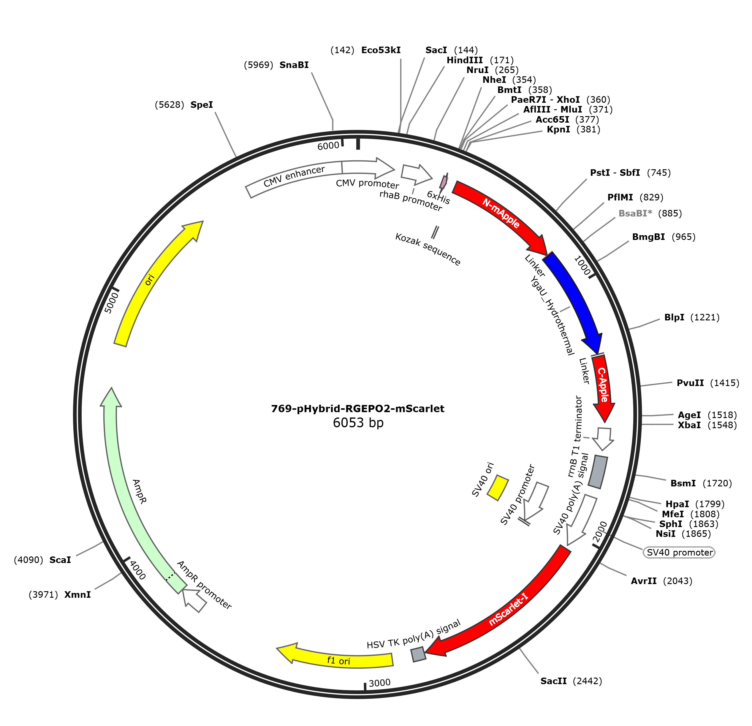 pHybrid-RGEPO2载体图谱