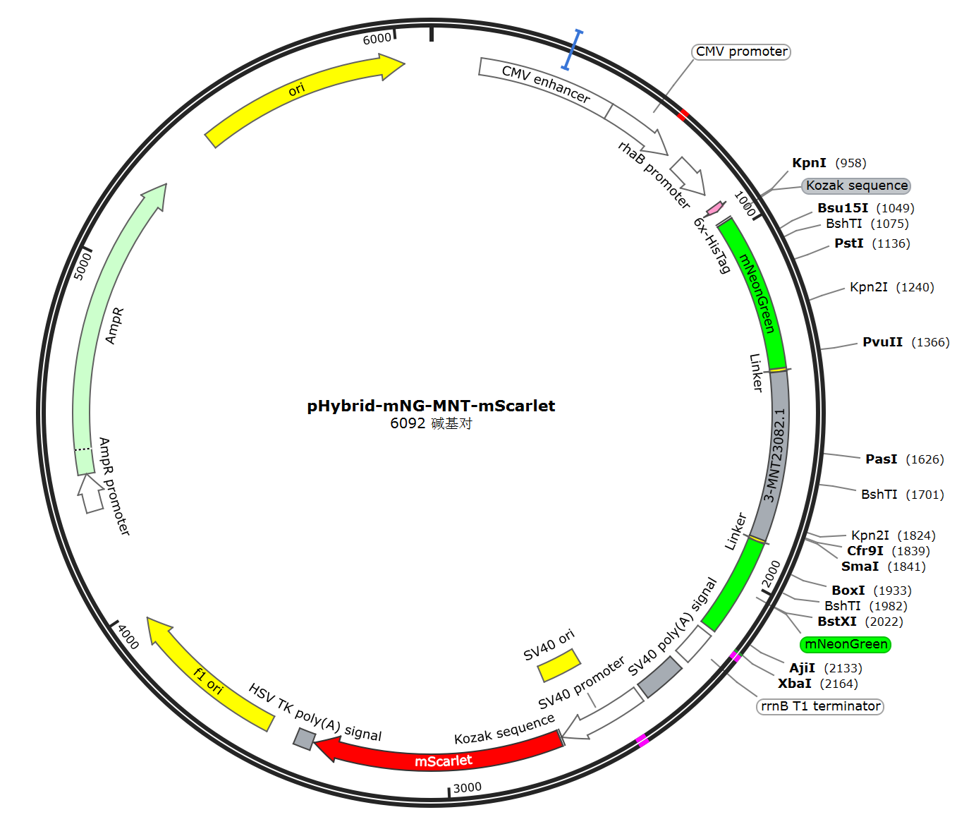 pHybrid-mNG-MNT-mScarlet载体图谱