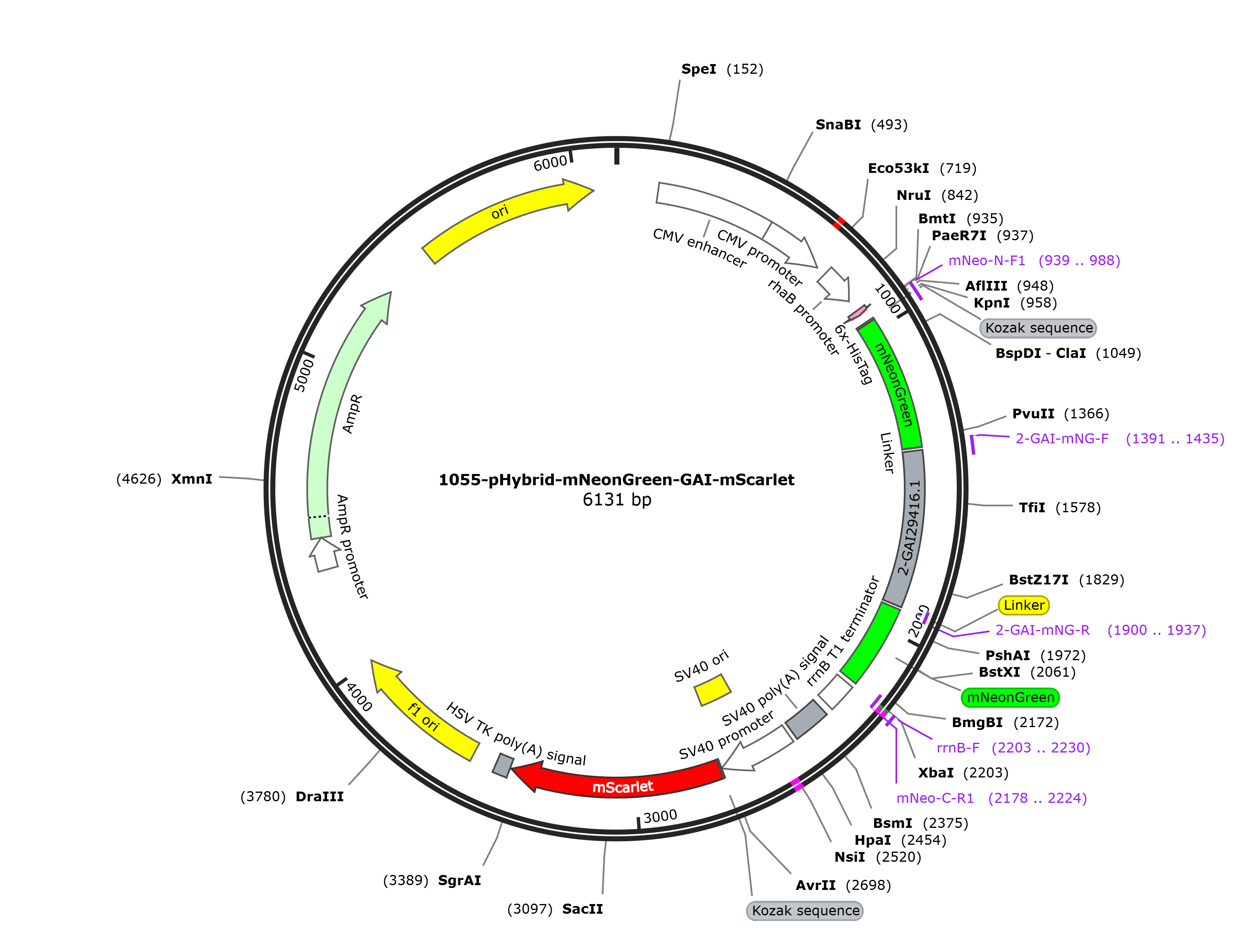 pHybrid-mNeonGreen-GAI-mScarlet载体图谱