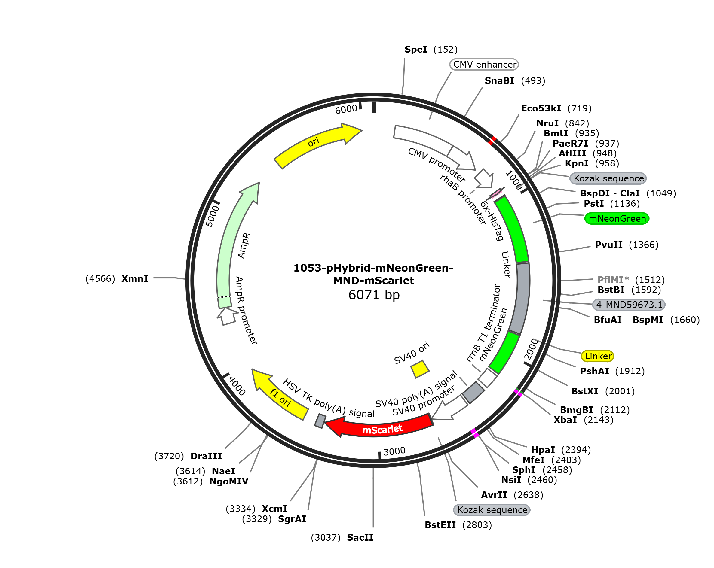 pHybrid-mNeonGreen-MND-mScarlet载体图谱