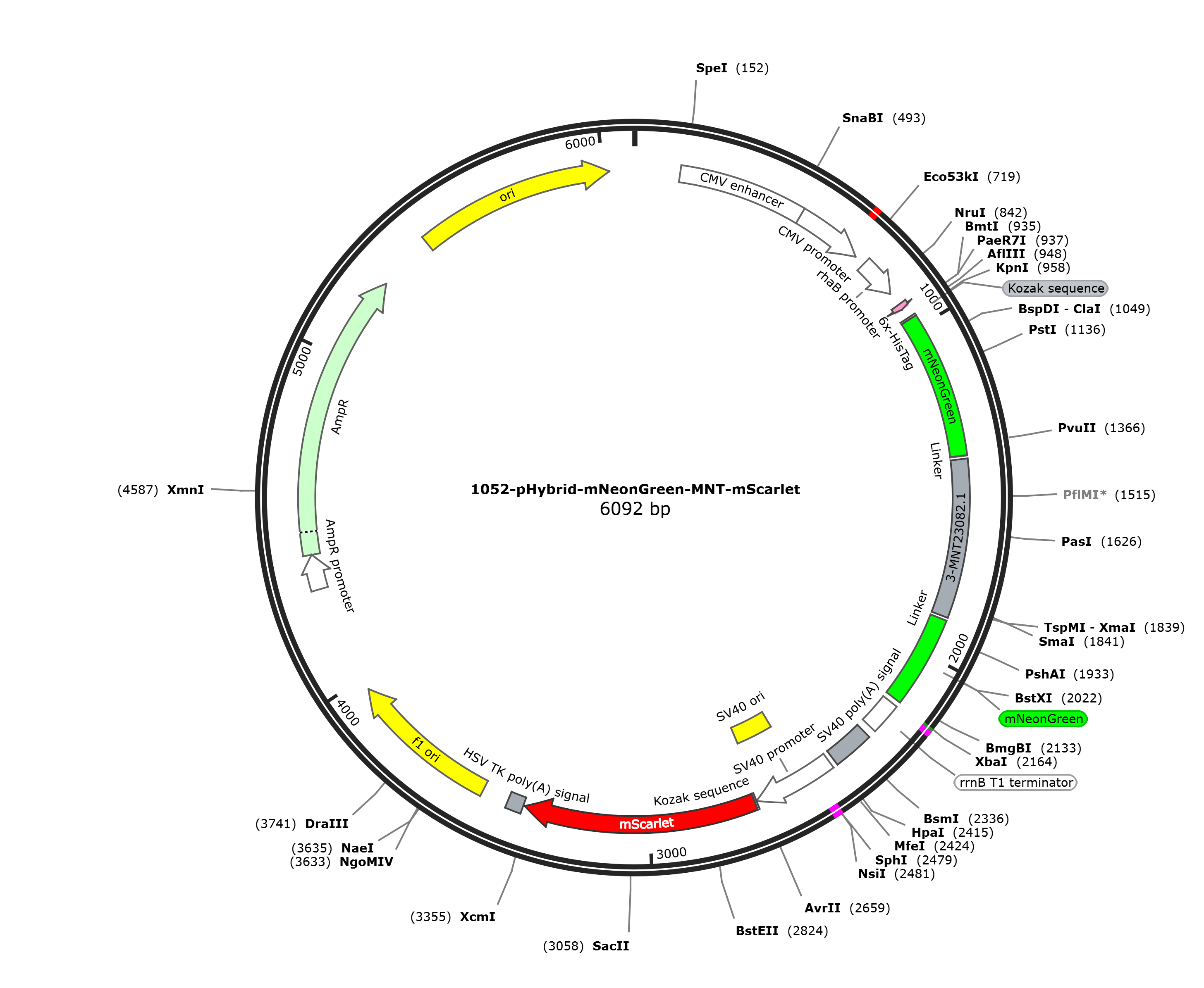 pHybrid-mNeonGreen-MNT-mScarlet载体图谱