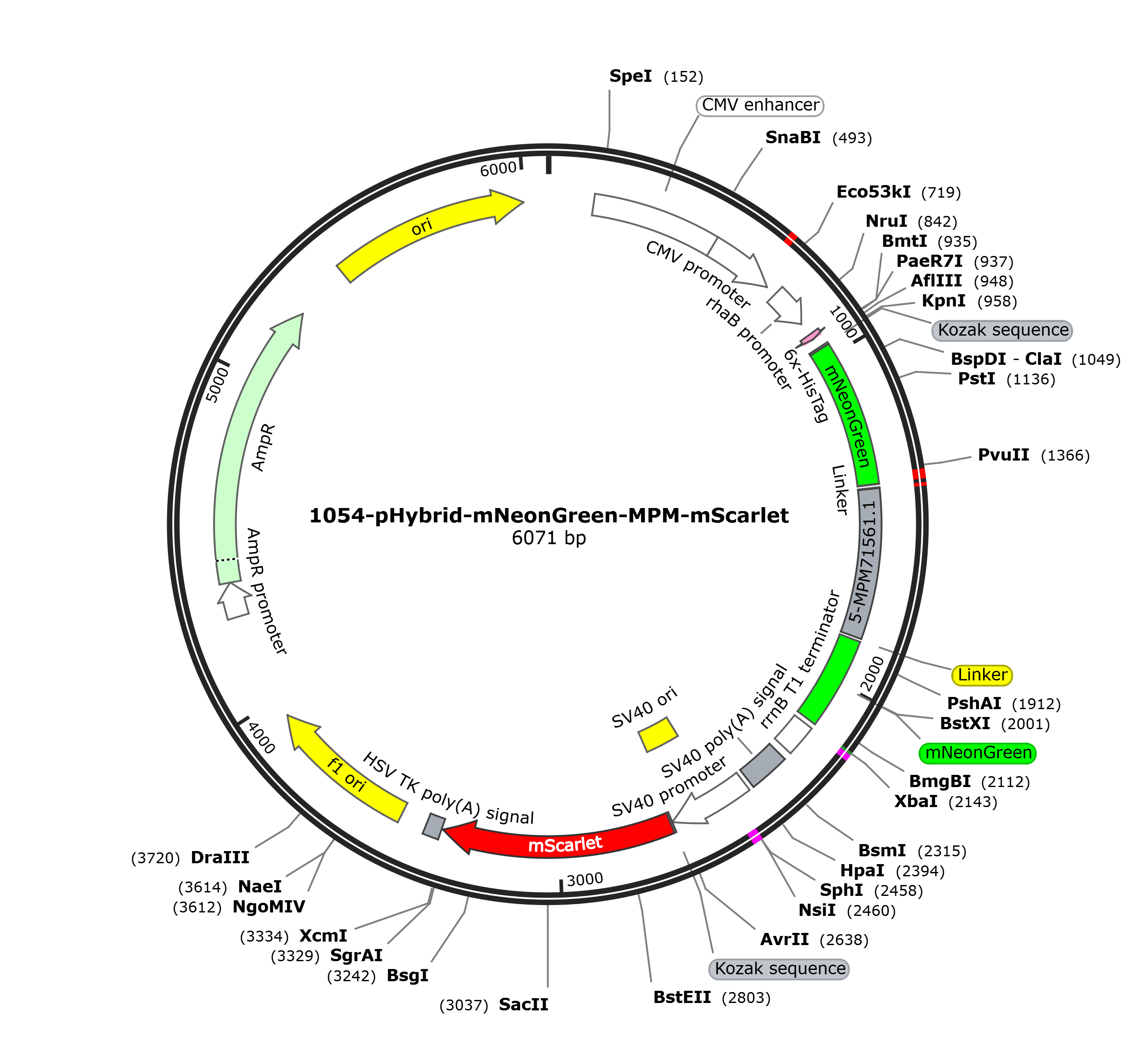 pHybrid-mNeonGreen-MPM-mScarlet载体图谱