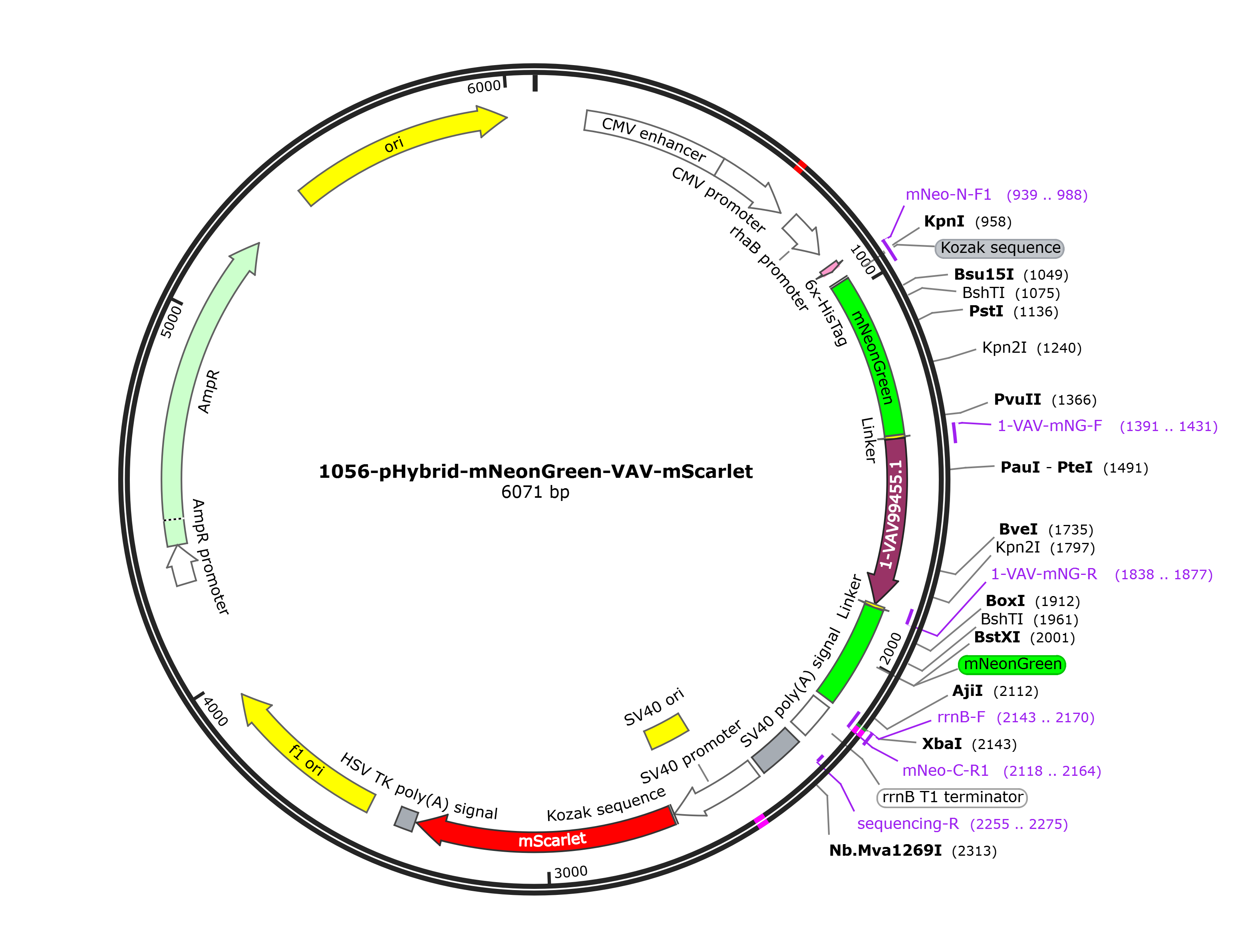 pHybrid-mNeonGreen-VAV-mScarlet载体图谱