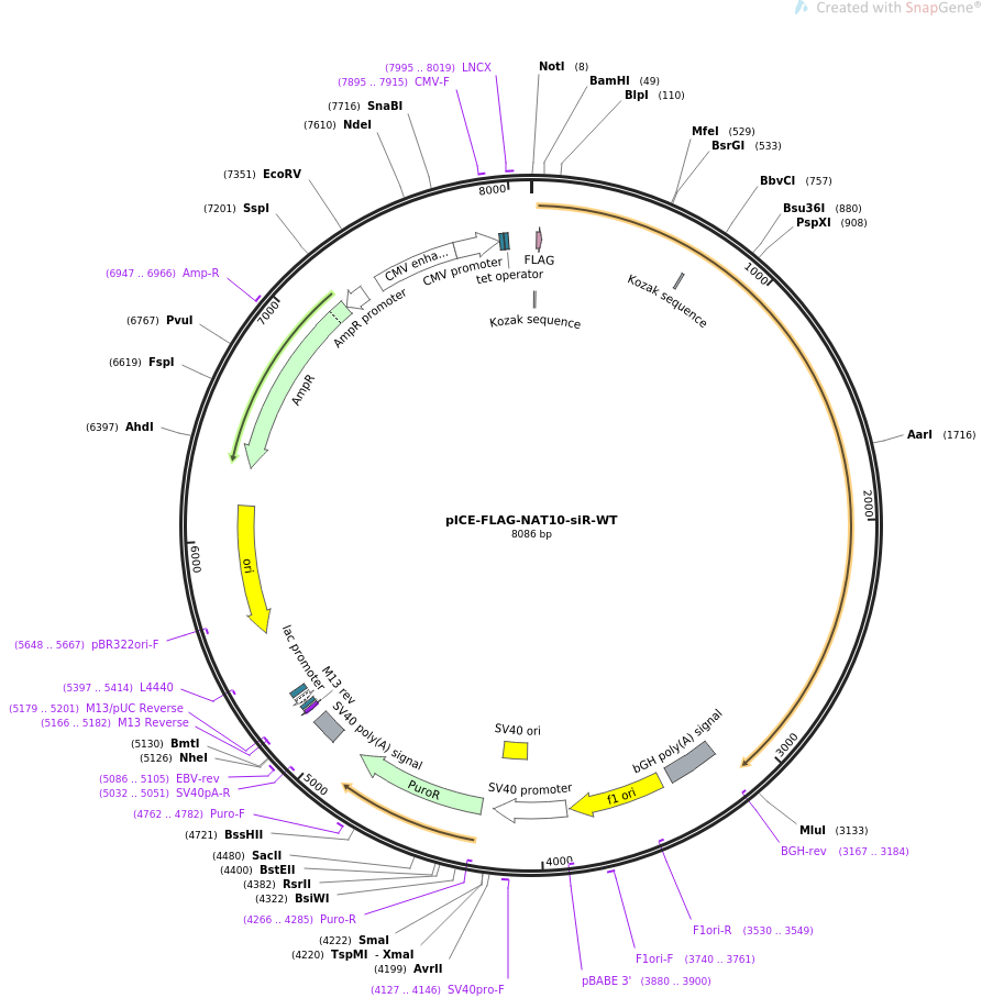 pICE-FLAG-NAT10-siR-WT载体图谱