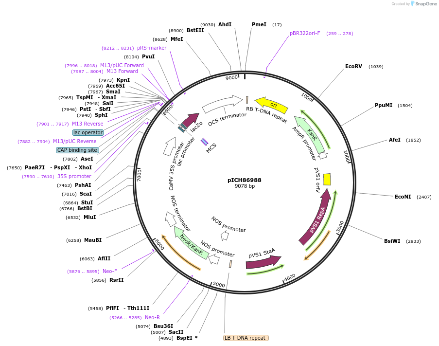 pICH86988载体图谱