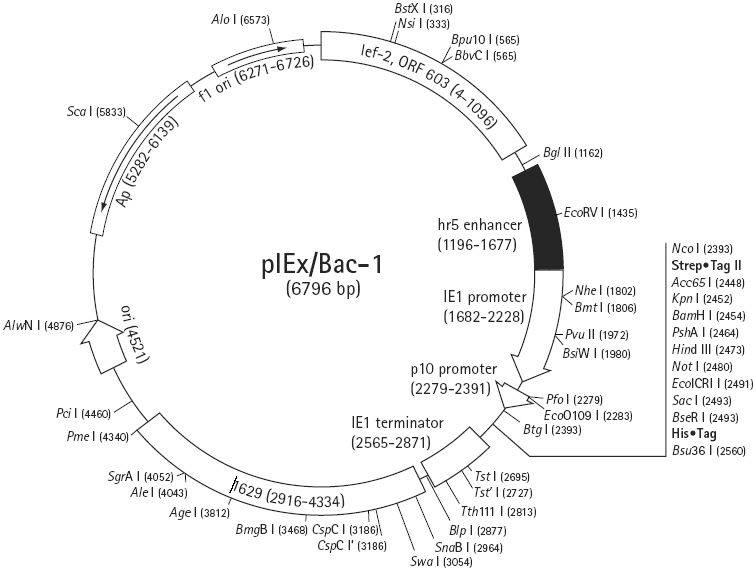 pIEX/Bac1载体图谱