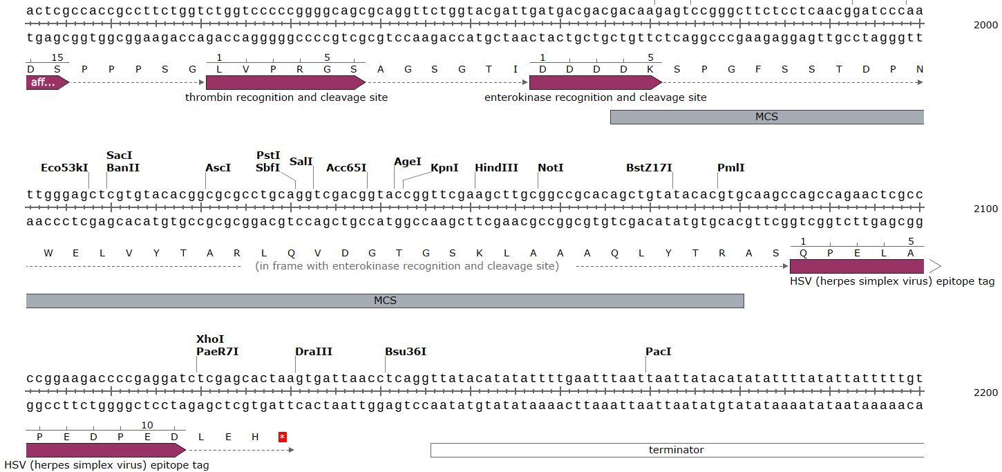 pIEX-3载体多克隆位点 pIEX-3多克隆位点