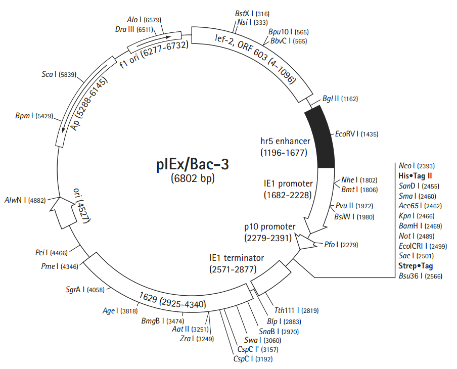 pIEx-Bac-3载体图谱