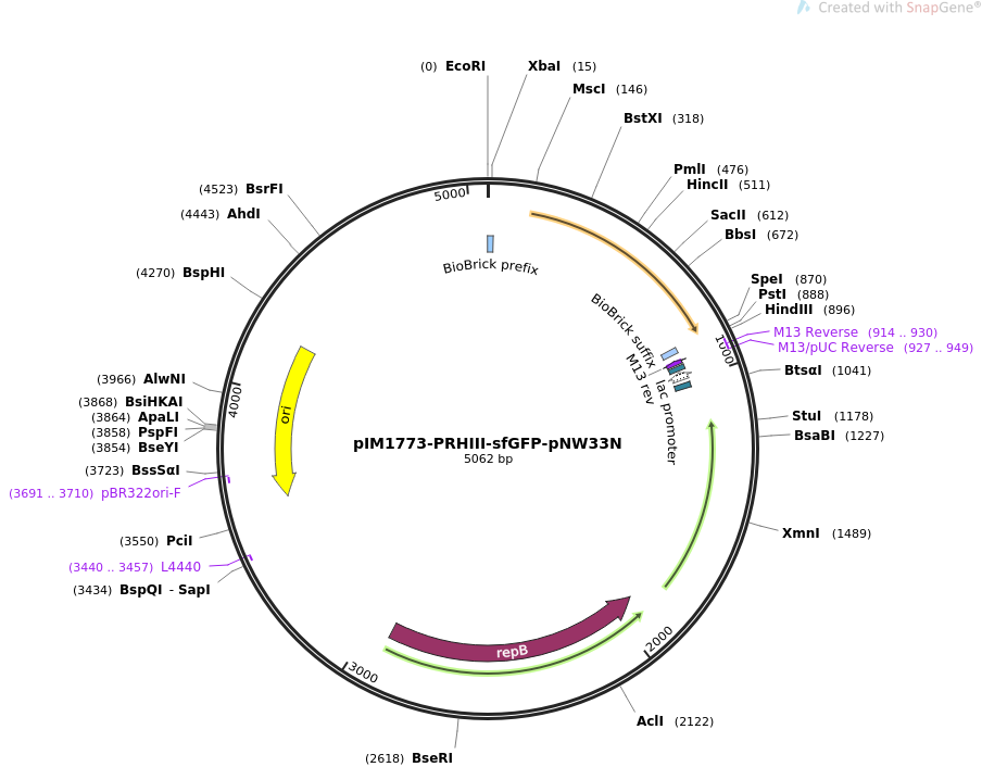 pIM1773-PRHIII-sfGFP-pNW33N质粒图谱