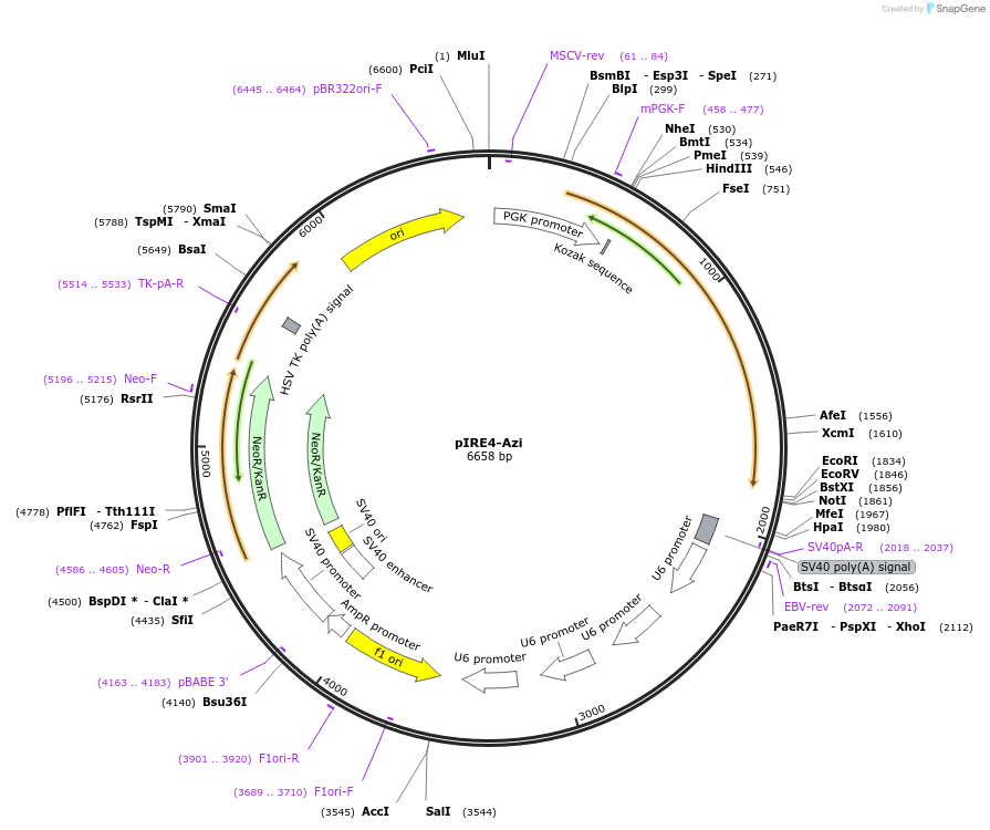 pIRE4-Azi载体图谱