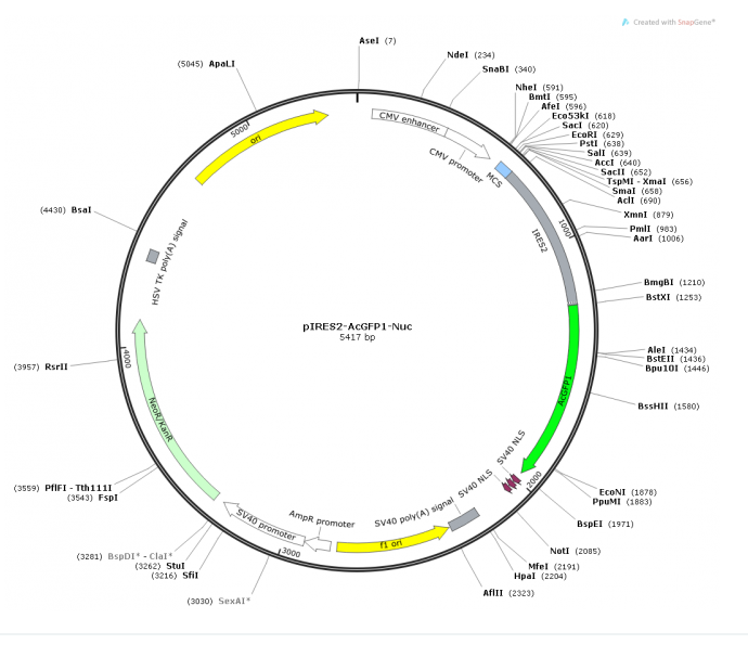 pIRES2-AcGFP1-Nuc载体图谱