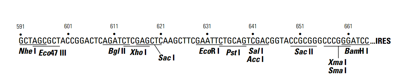 pIRES2-AcGFP1载体多克隆位点 点击看大图 pIRES2-AcGFP1多克隆位点