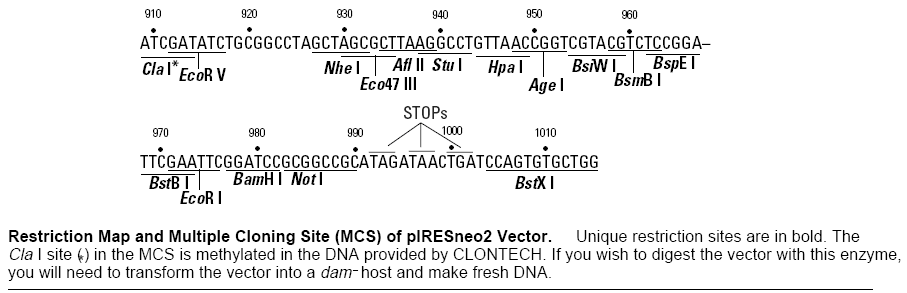 pIRESneo2多克隆位点