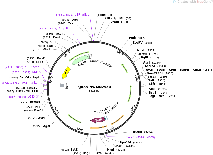 pJB38-NWMN2930载体图谱