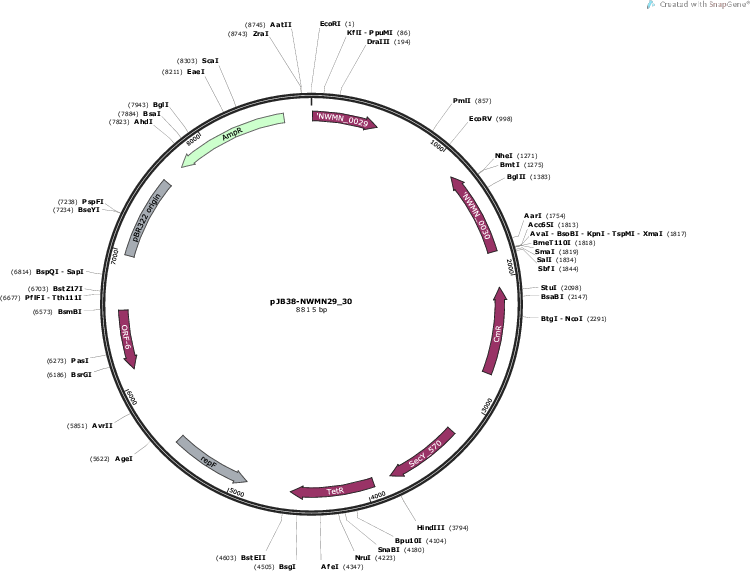 pJB38-NWMN2930载体图谱
