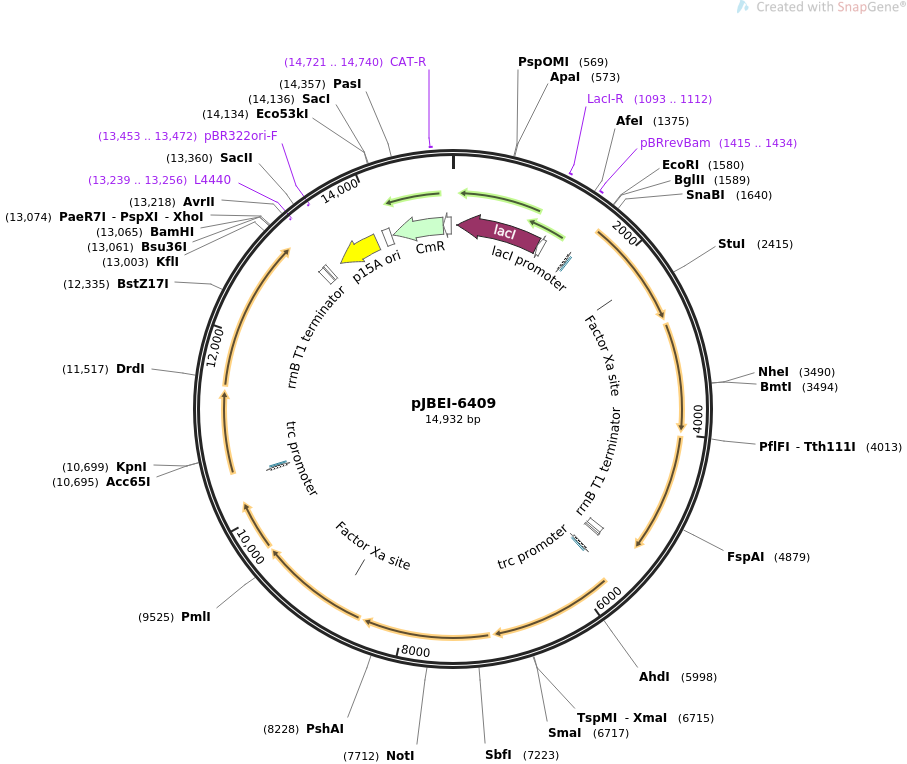 pJBEI-6409质粒图谱