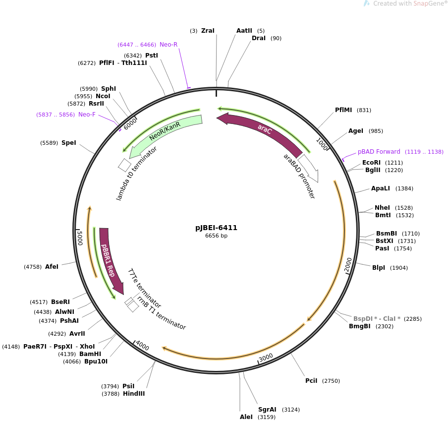 pJBEI-6411质粒图谱
