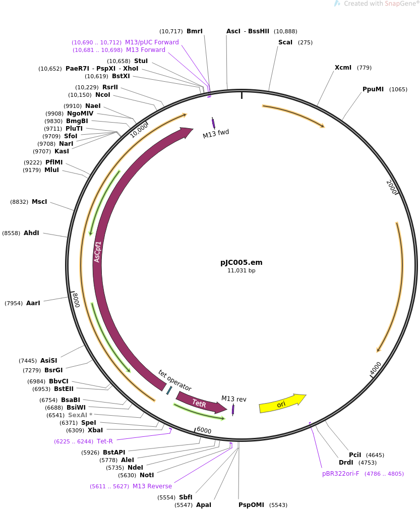 pJC005.em载体图谱