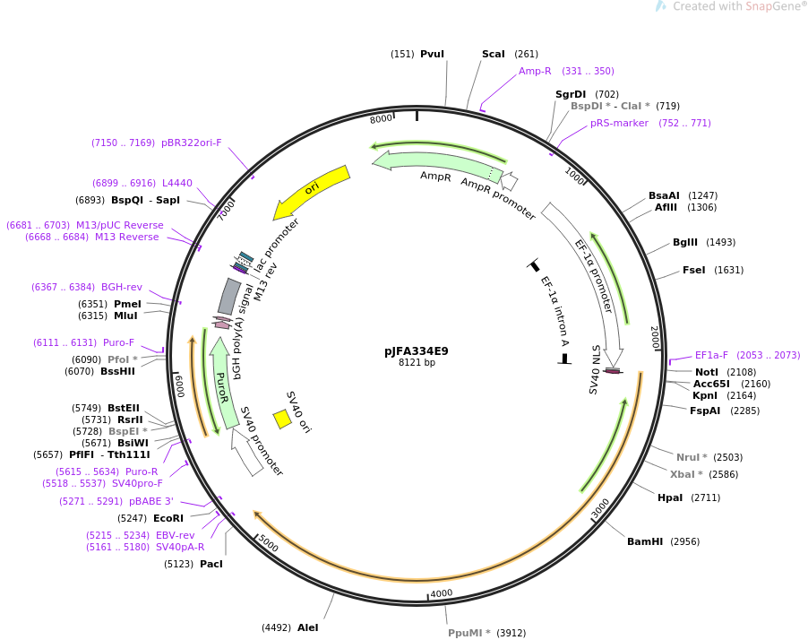 pJFA334E9质粒图谱