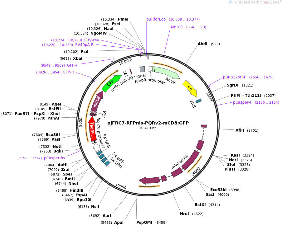 pJFRC7-RFPnls-PQRv2-mCD8:GFP载体图谱