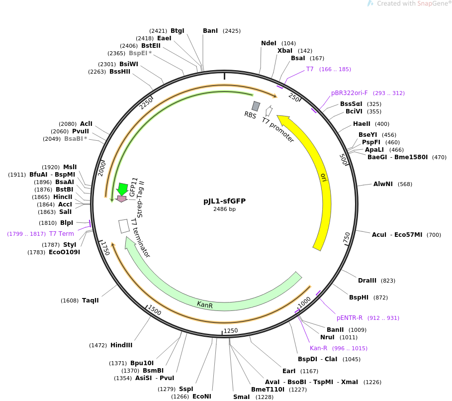 pJL1-sfGFP质粒图谱