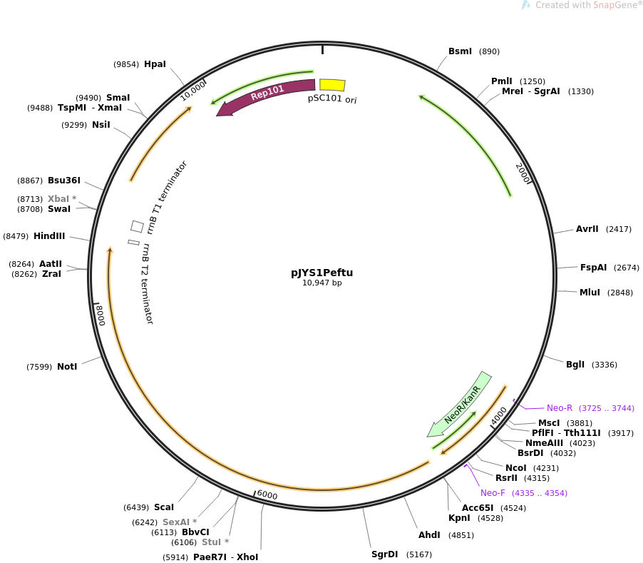 pJYS1Peftu质粒图谱