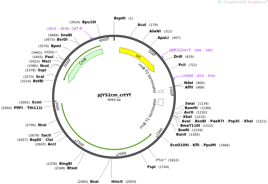 pJYS2cm_crtYf载体图谱