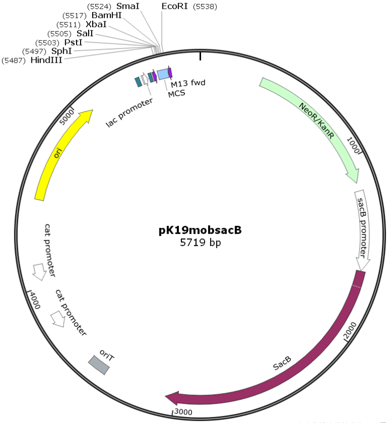 pK19mobsacB载体图谱