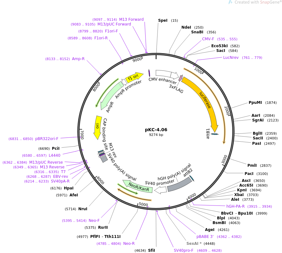 pKC-4.06载体图谱