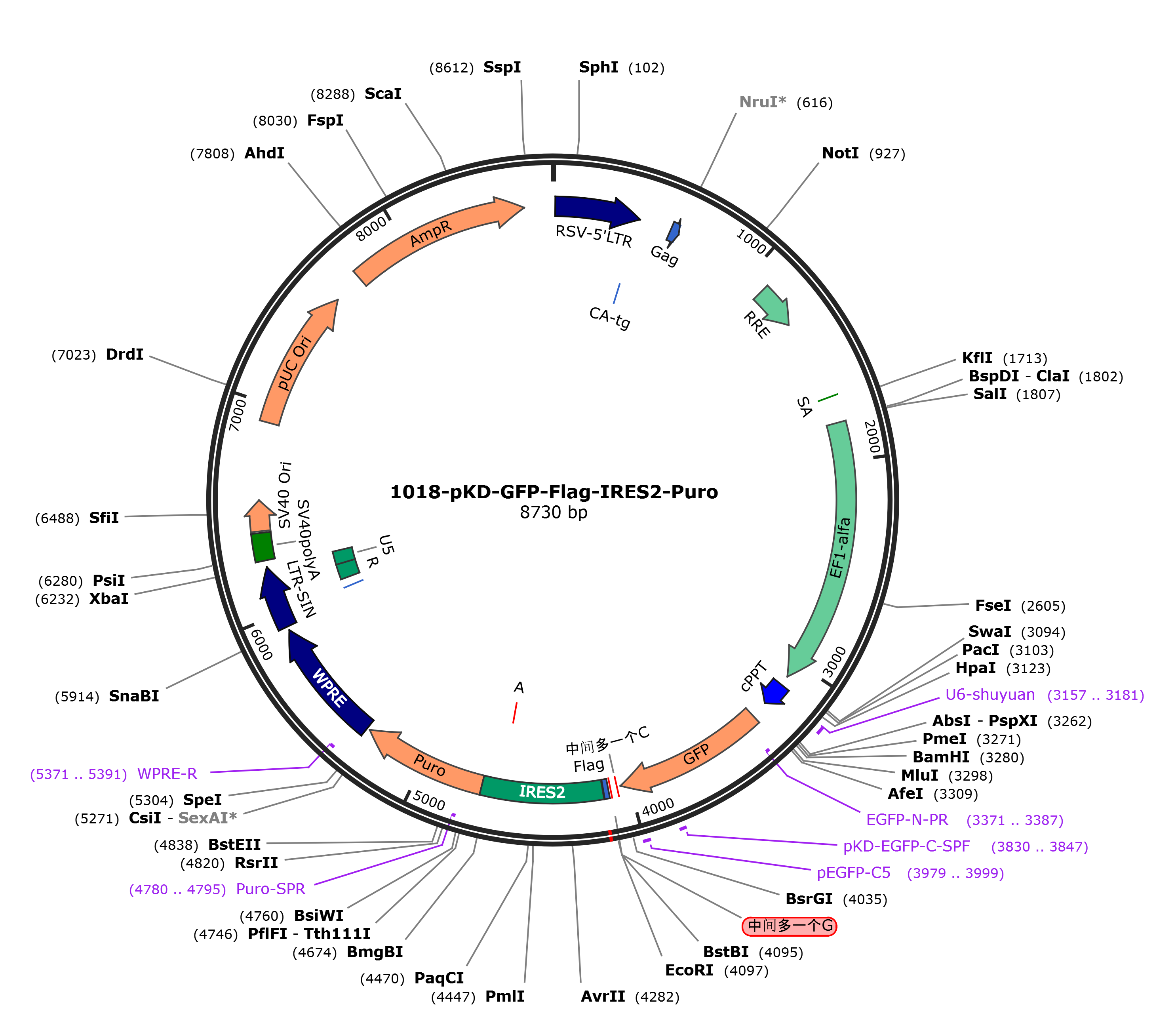 pKD-EF-1a-MCS-EGFP-IRES2-Puro载体图谱