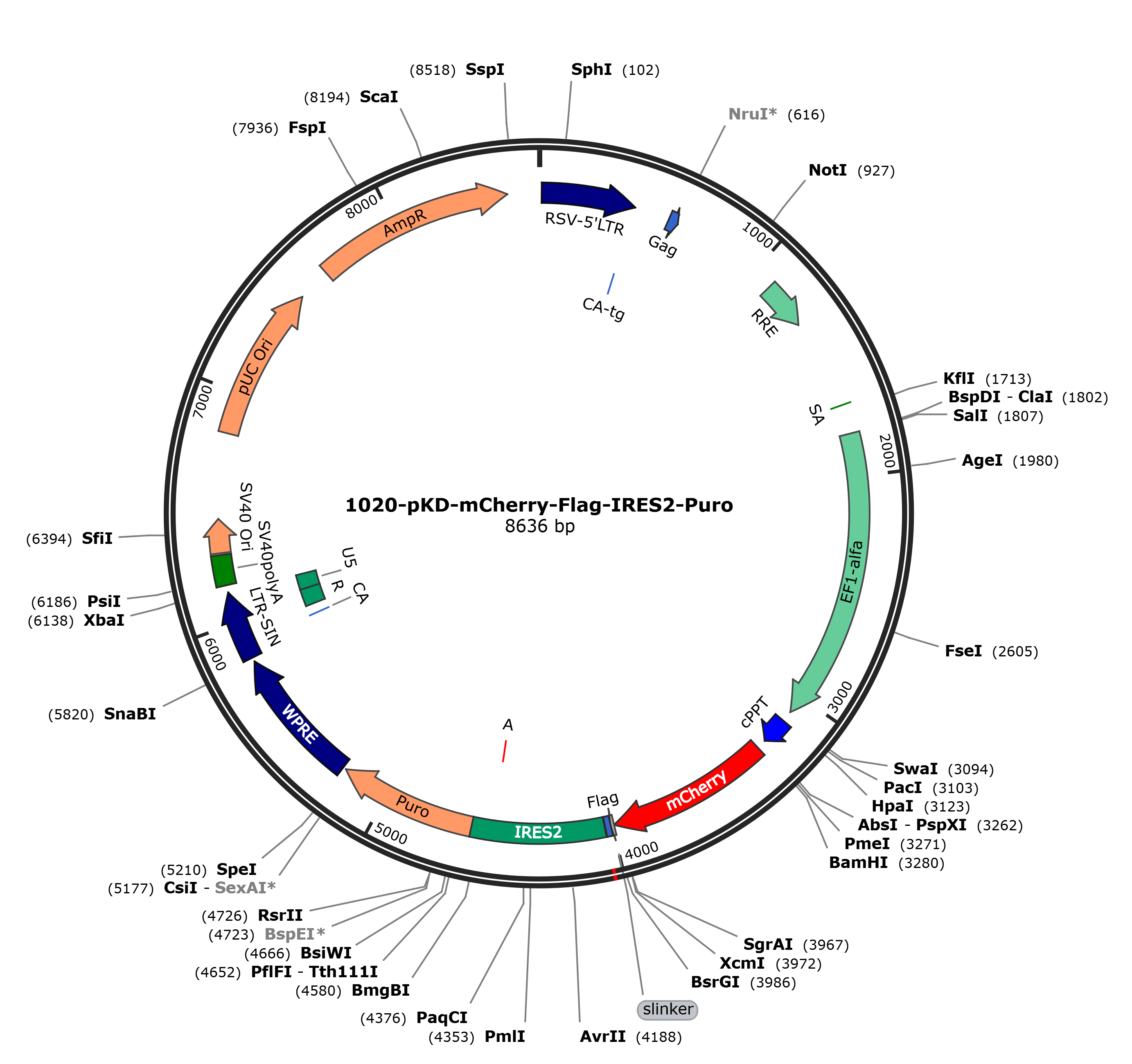 pKD-EF-1a-MCS-mCherry-IRES2-Puro载体图谱