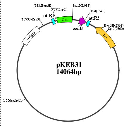 pKEB31质粒图谱