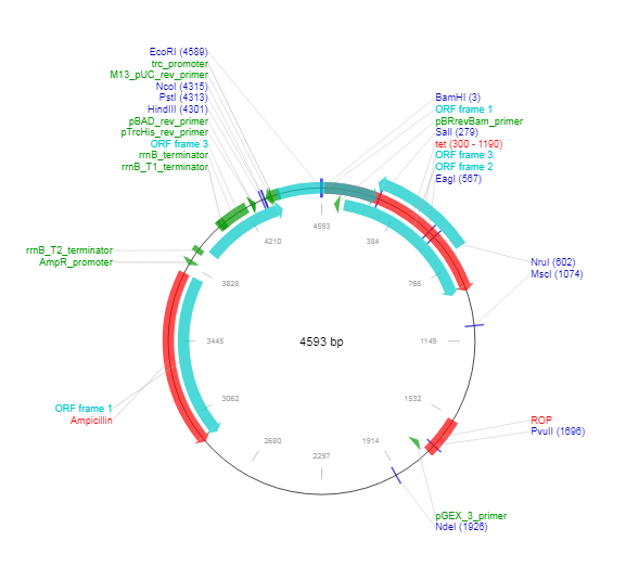 pKK233-2载体图谱