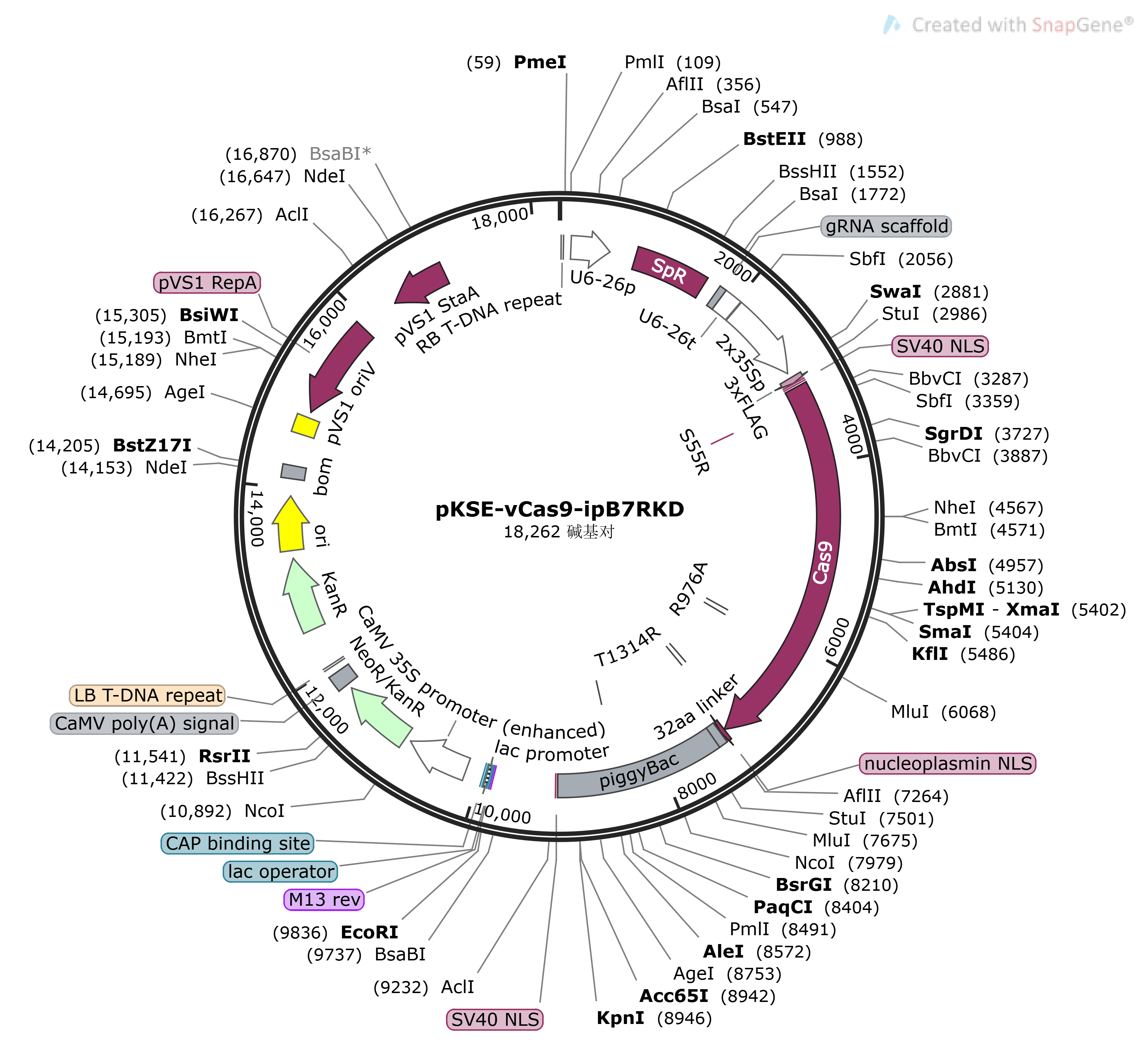 pKSE-vCas9-ipB7RKD载体图谱