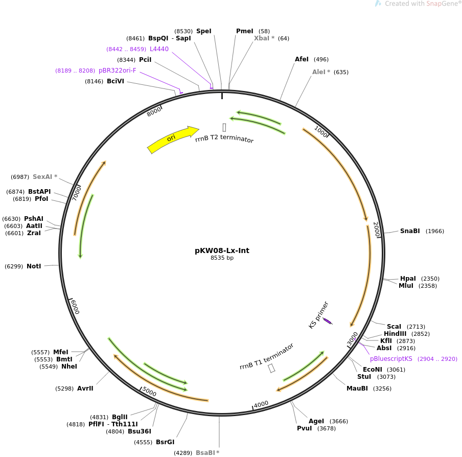 pKW08-Lx-Int质粒图谱
