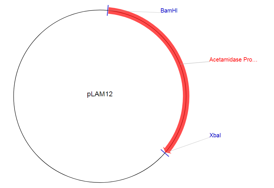 pLAM12质粒图谱