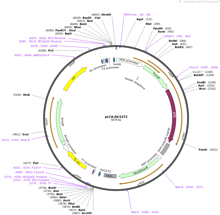 pLCA.662272质粒图谱