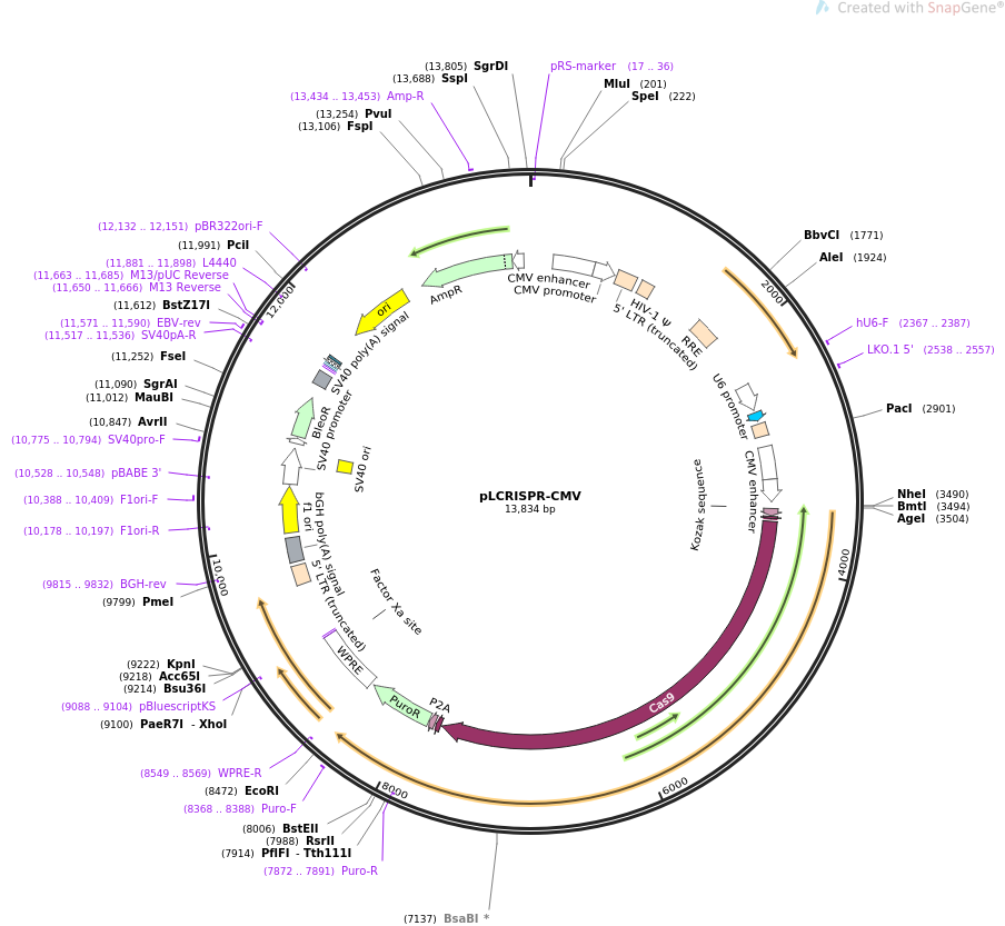 pLCRISPR-CMV质粒图谱