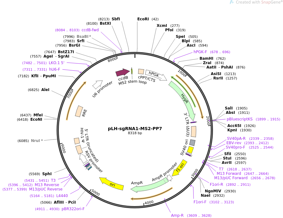 pLH-sgRNA1-MS2-PP7质粒图谱