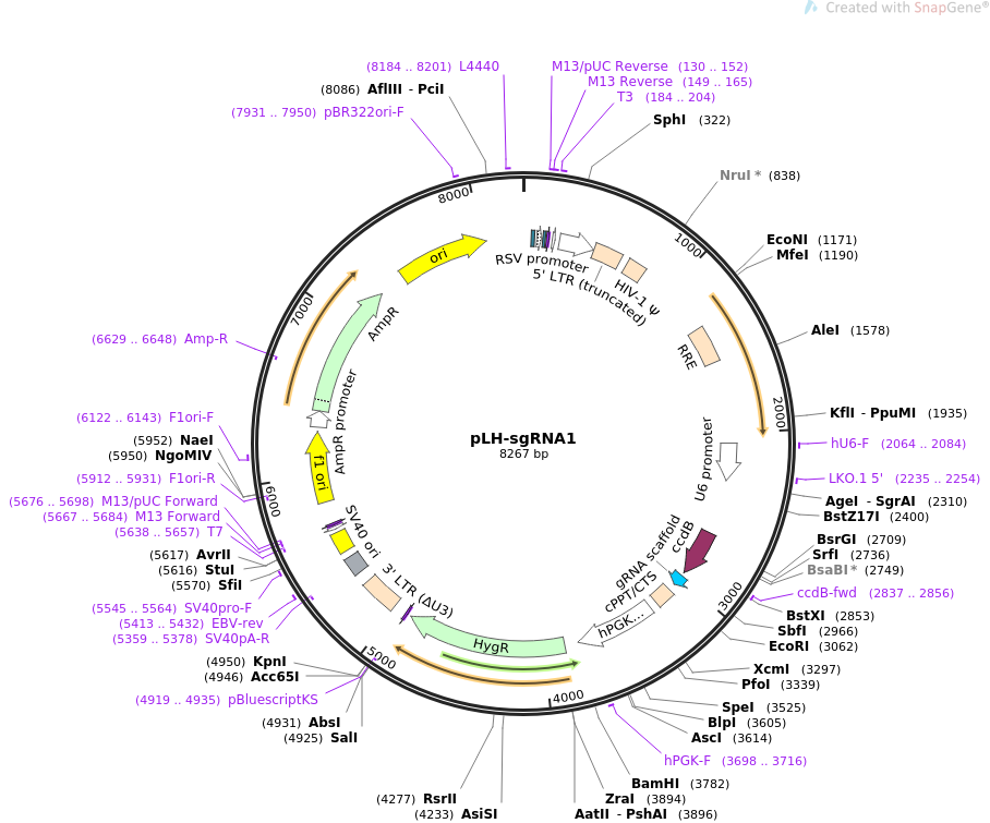 pLH-sgRNA1质粒图谱